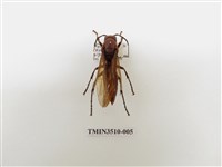 藏品(巨紅長腳蜂)的圖片